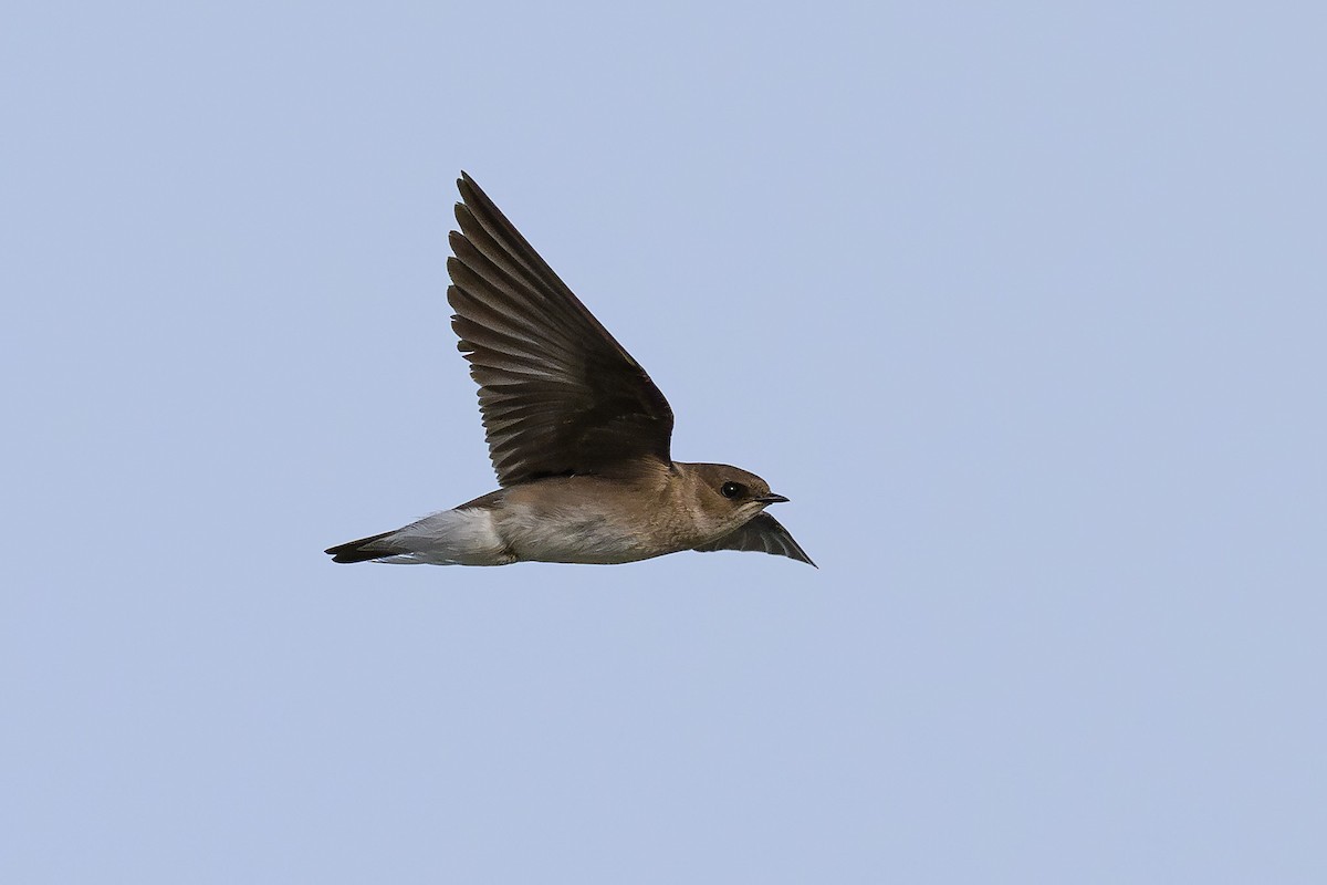 Northern Rough-winged Swallow - ML617506778