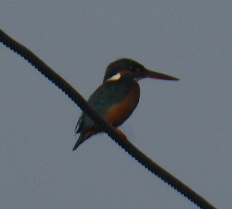 Common Kingfisher - ML617506838