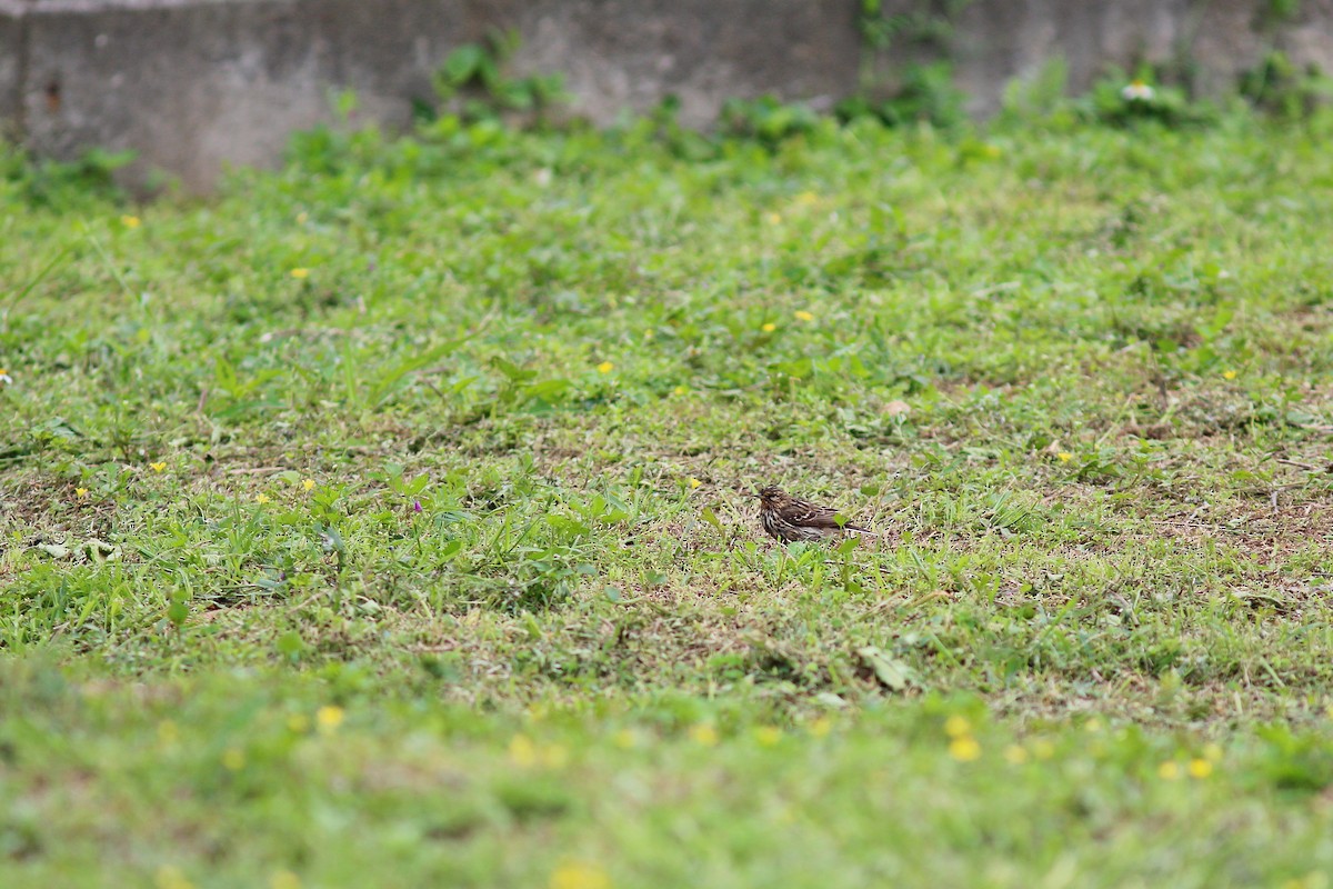 Red-throated Pipit - ML617506843