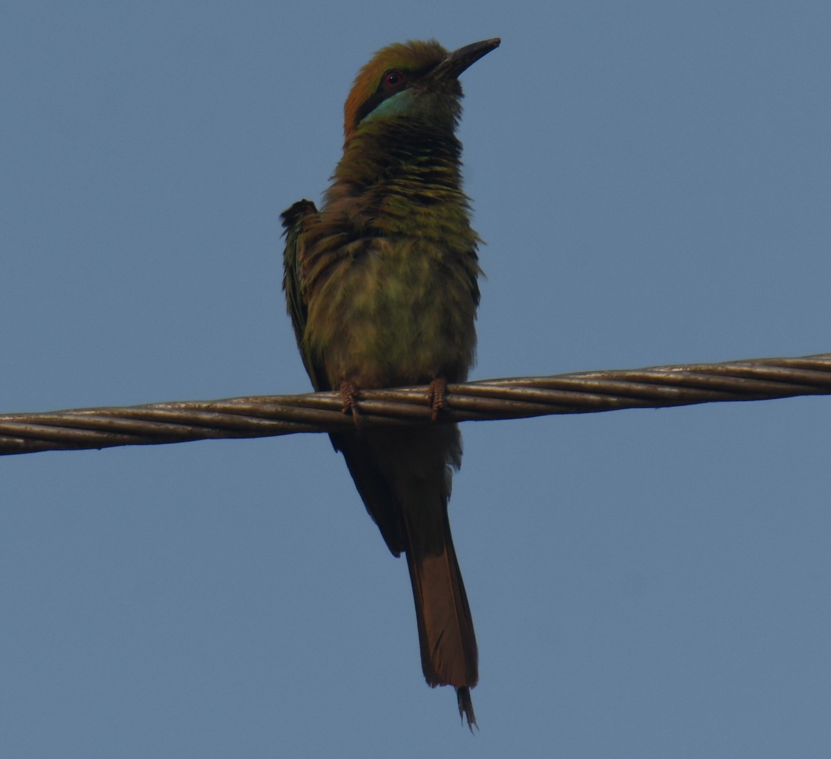 Asian Green Bee-eater - ML617506847