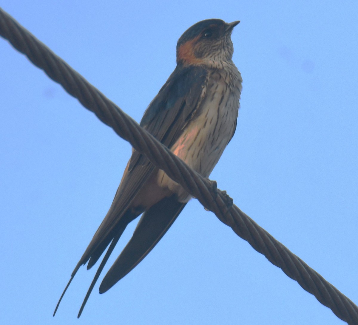 Red-rumped Swallow - ML617506871