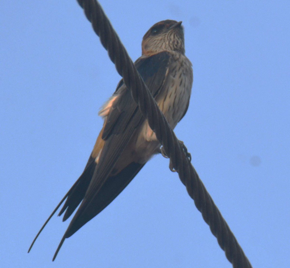 Red-rumped Swallow - ML617506873