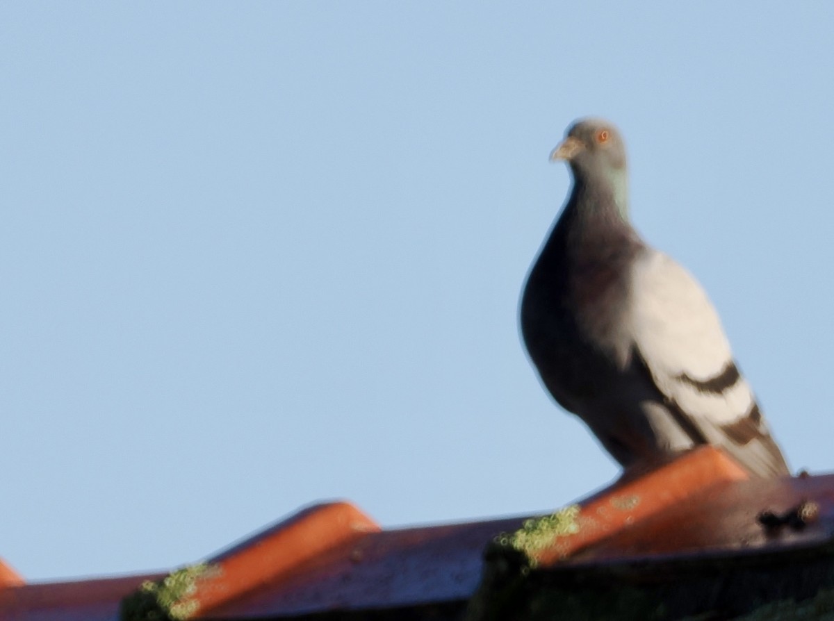 Rock Pigeon (Feral Pigeon) - ML617507031