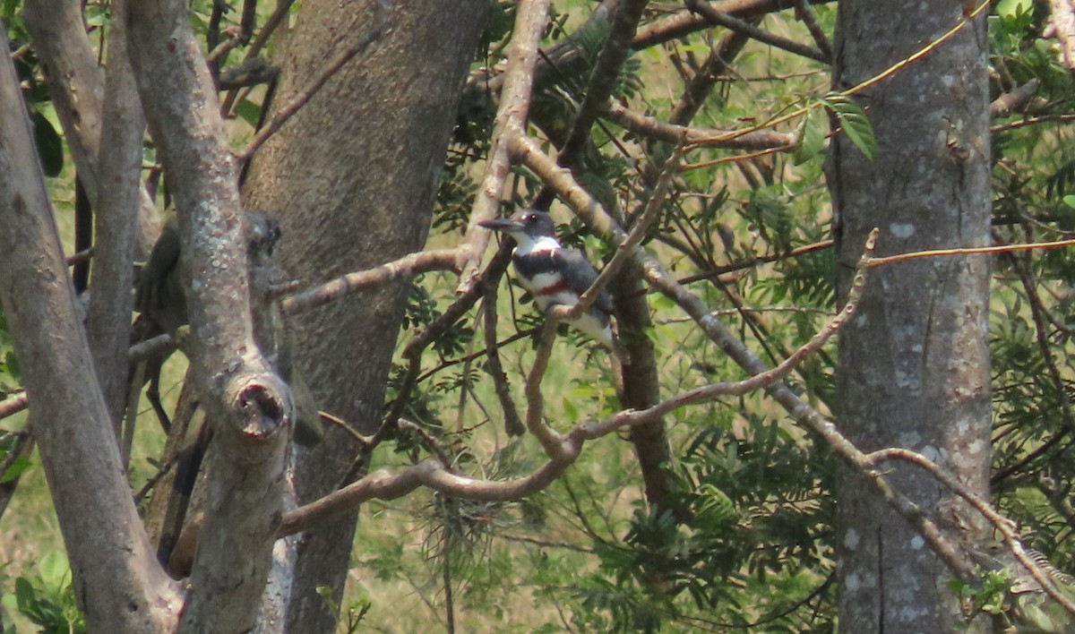 Belted Kingfisher - ML617507116