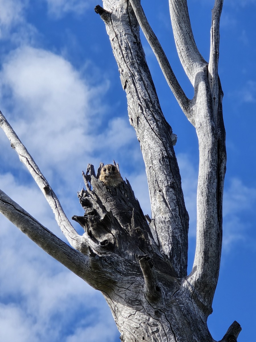 Australian Owlet-nightjar - Louis Masarei  |  Birding Southwest