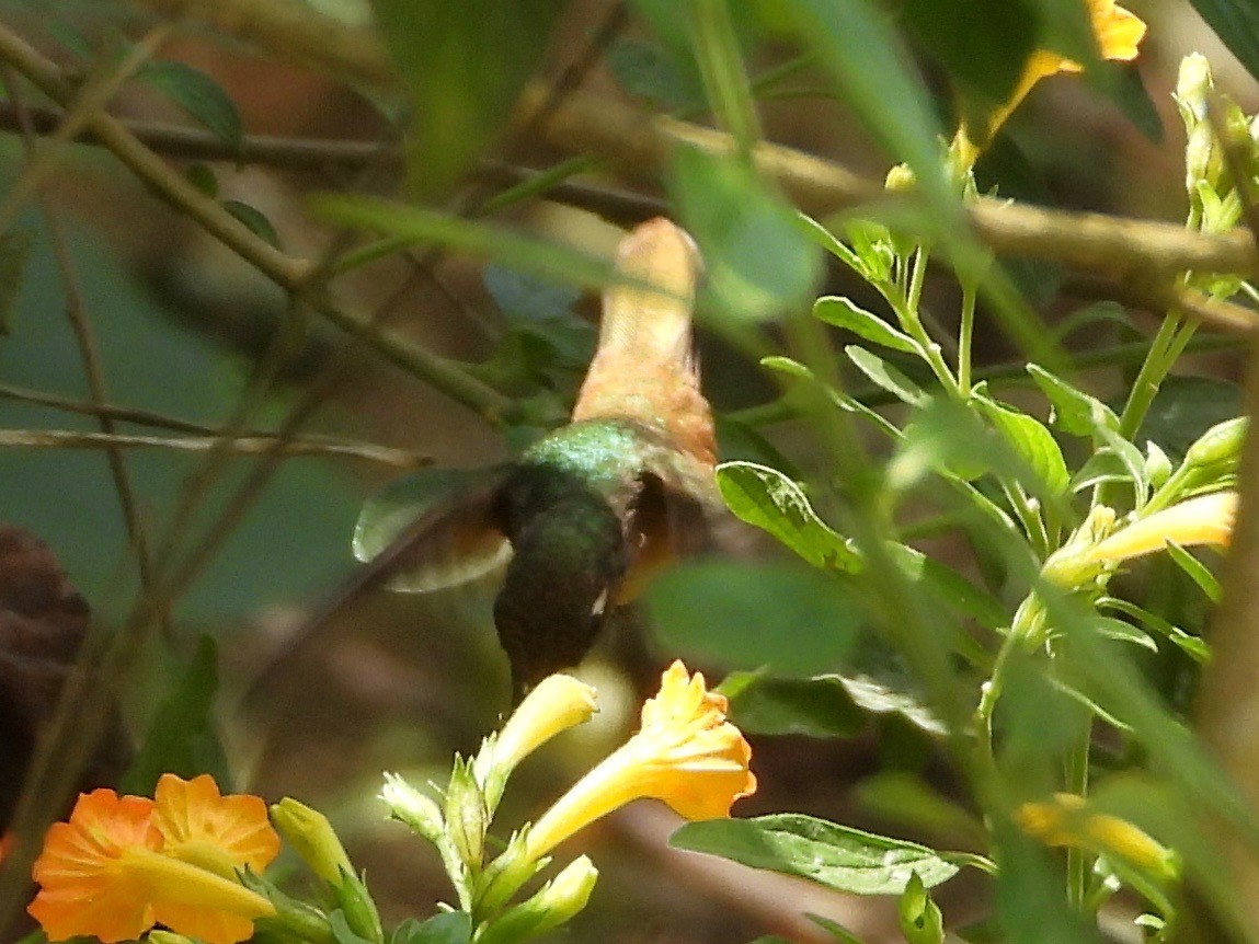 kolibřík hnědotemenný - ML617507222