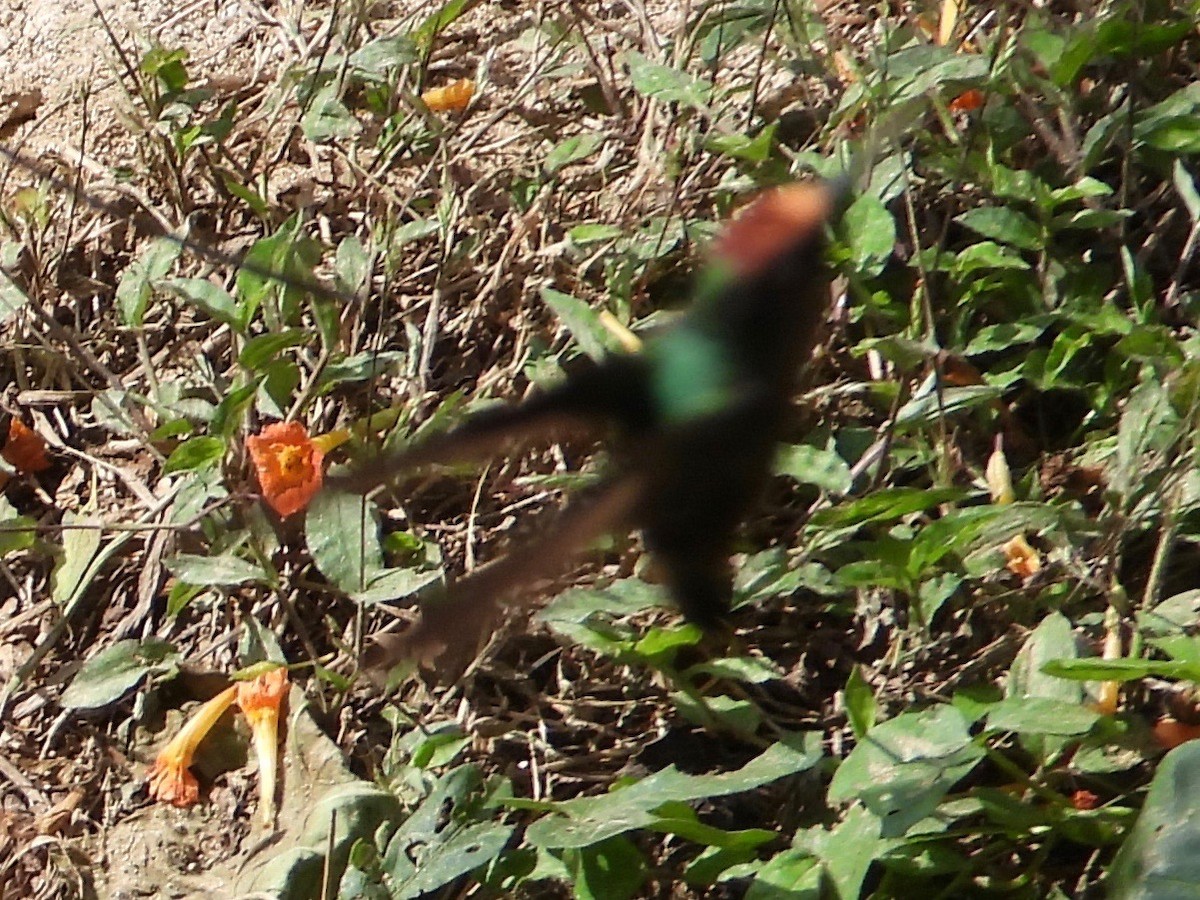 kolibřík hnědotemenný - ML617507245