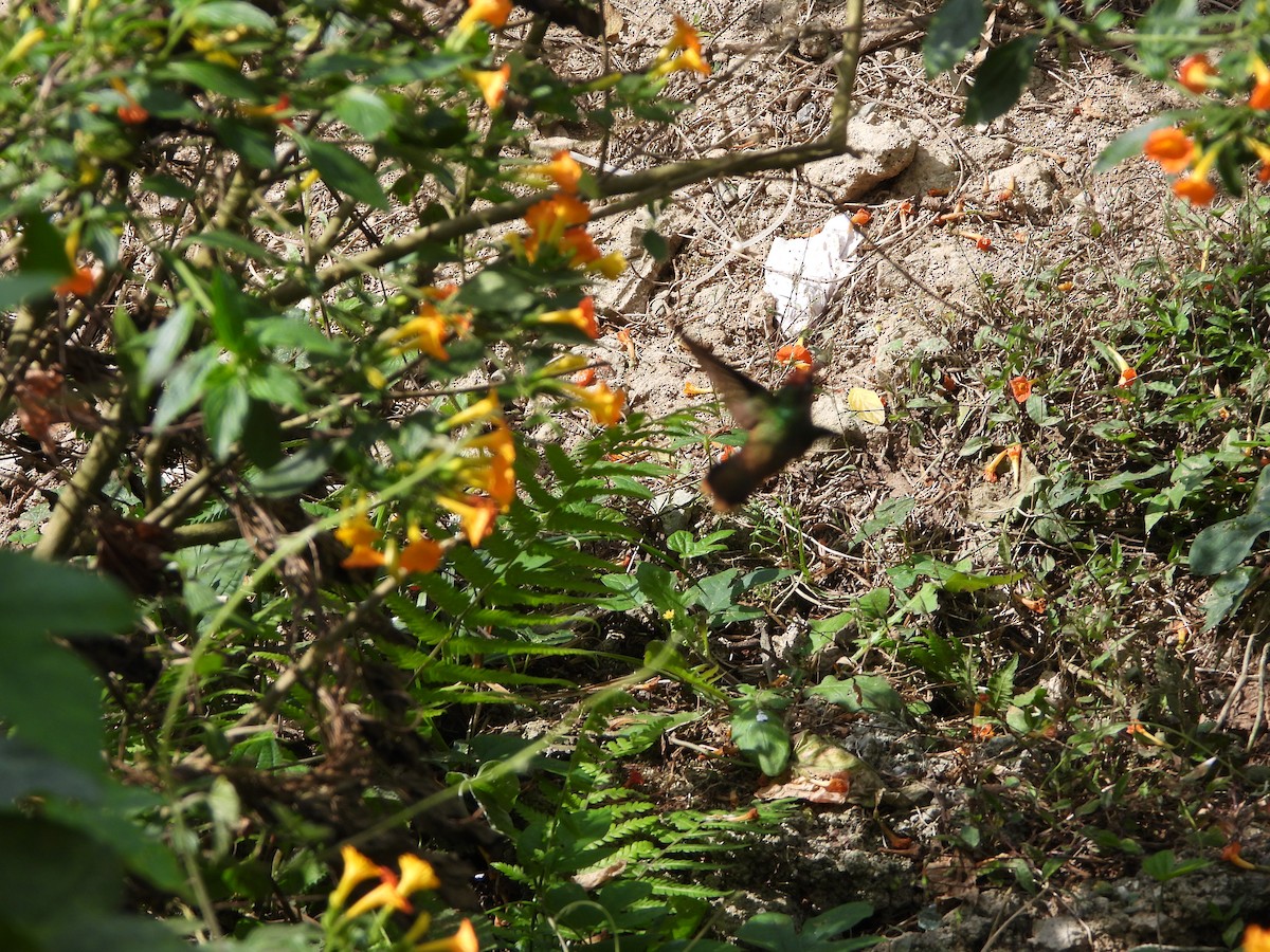kolibřík hnědotemenný - ML617507250