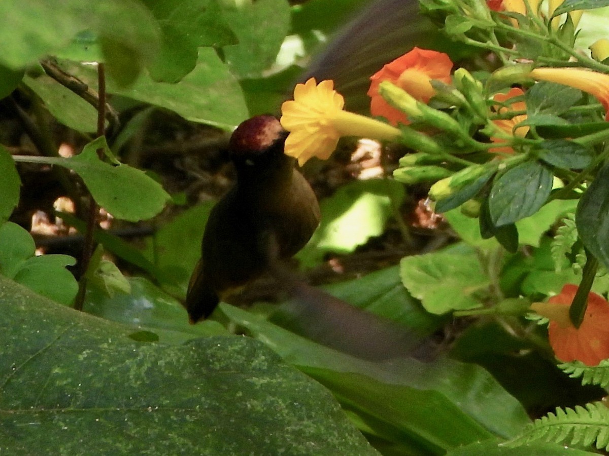kolibřík hnědotemenný - ML617507275