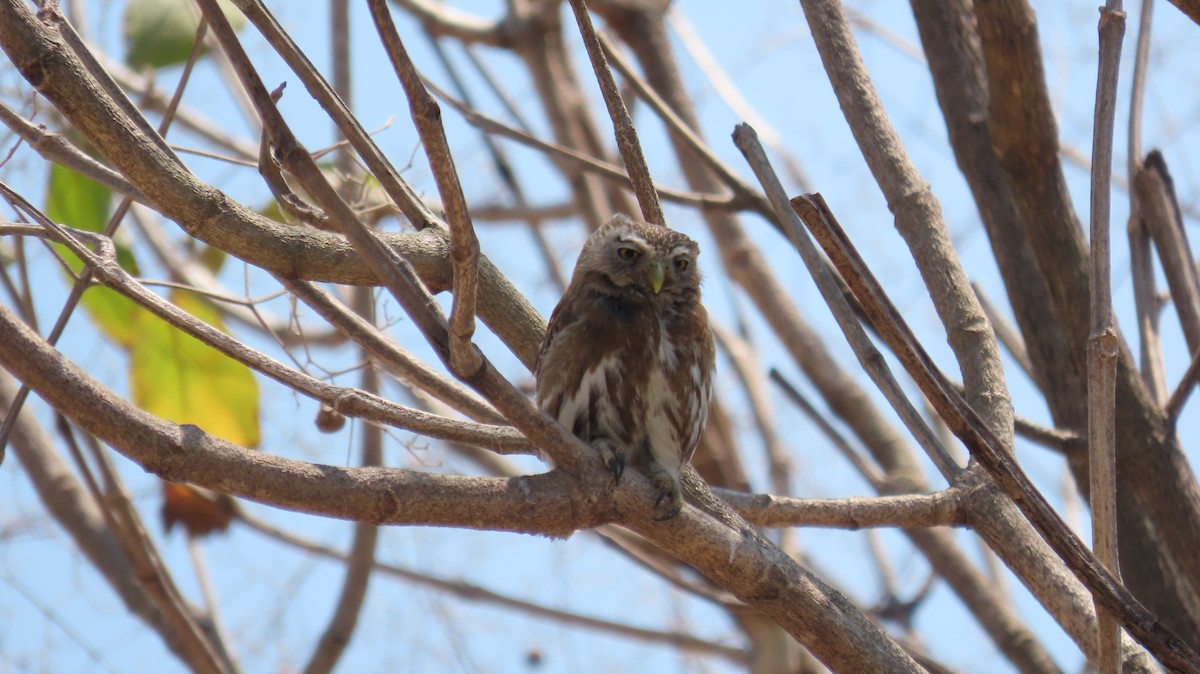 Ferruginous Pygmy-Owl - Oliver  Komar