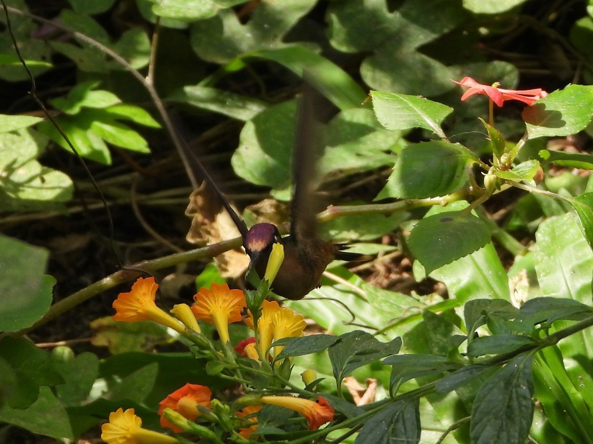 kolibřík hnědotemenný - ML617507298
