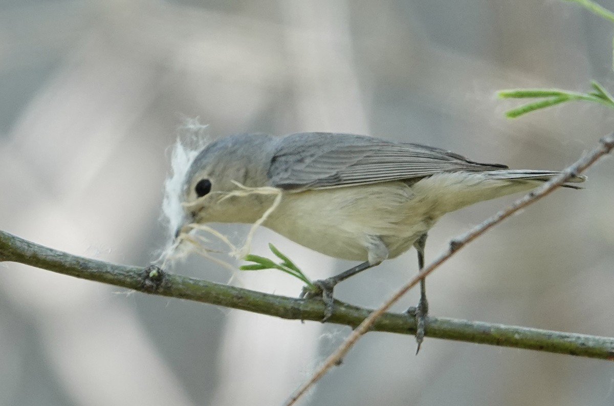 Lucy's Warbler - ML617507303