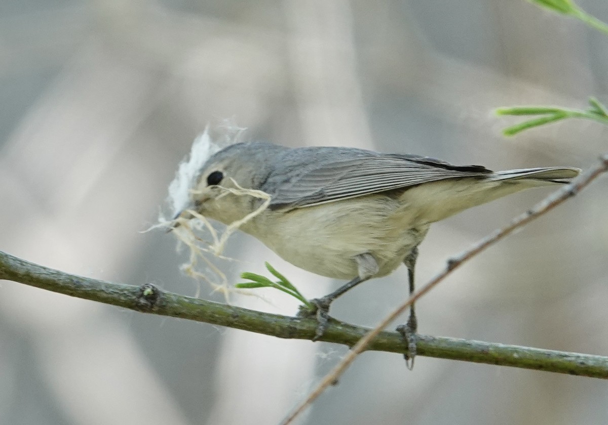 Lucy's Warbler - ML617507304