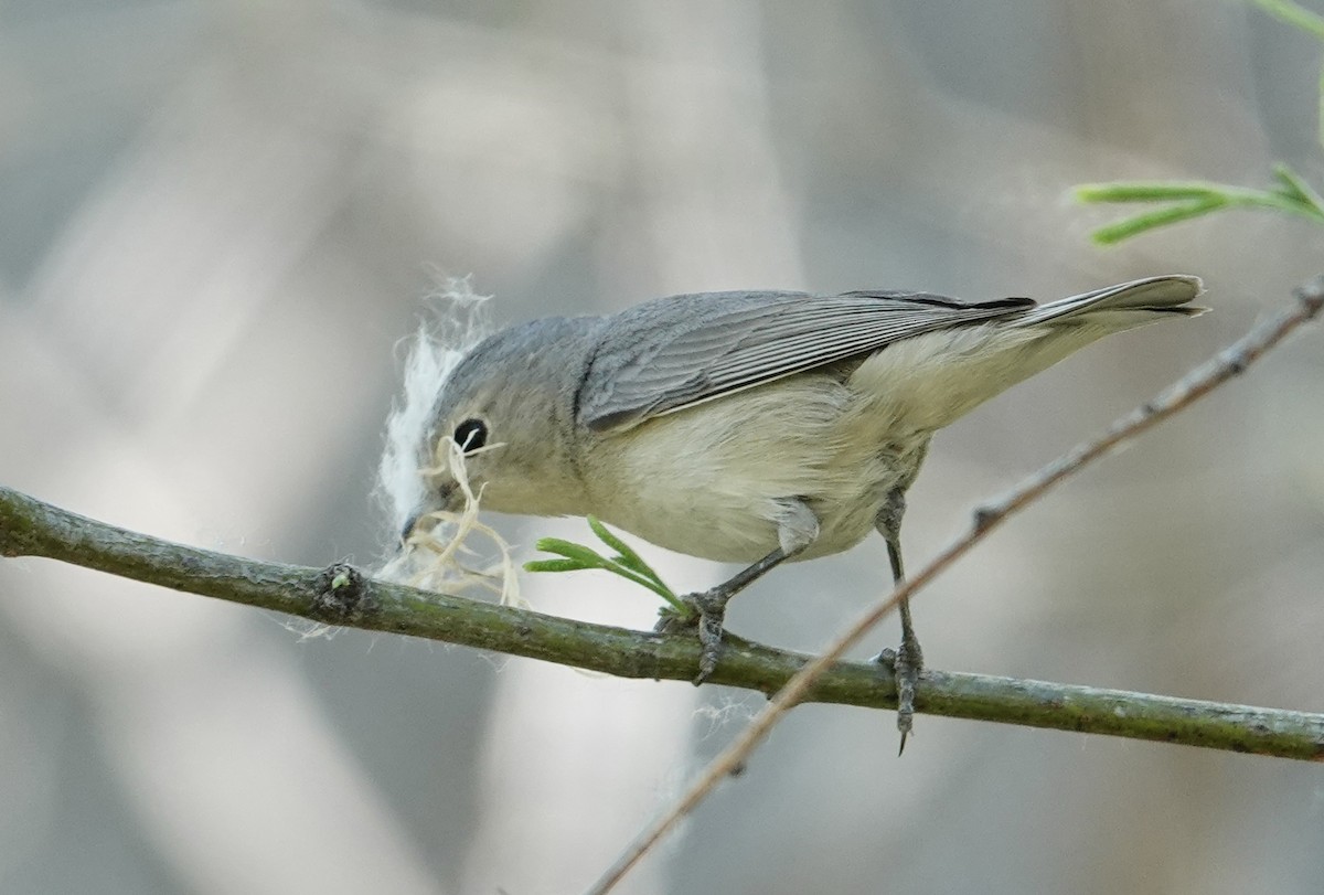 Lucy's Warbler - ML617507305