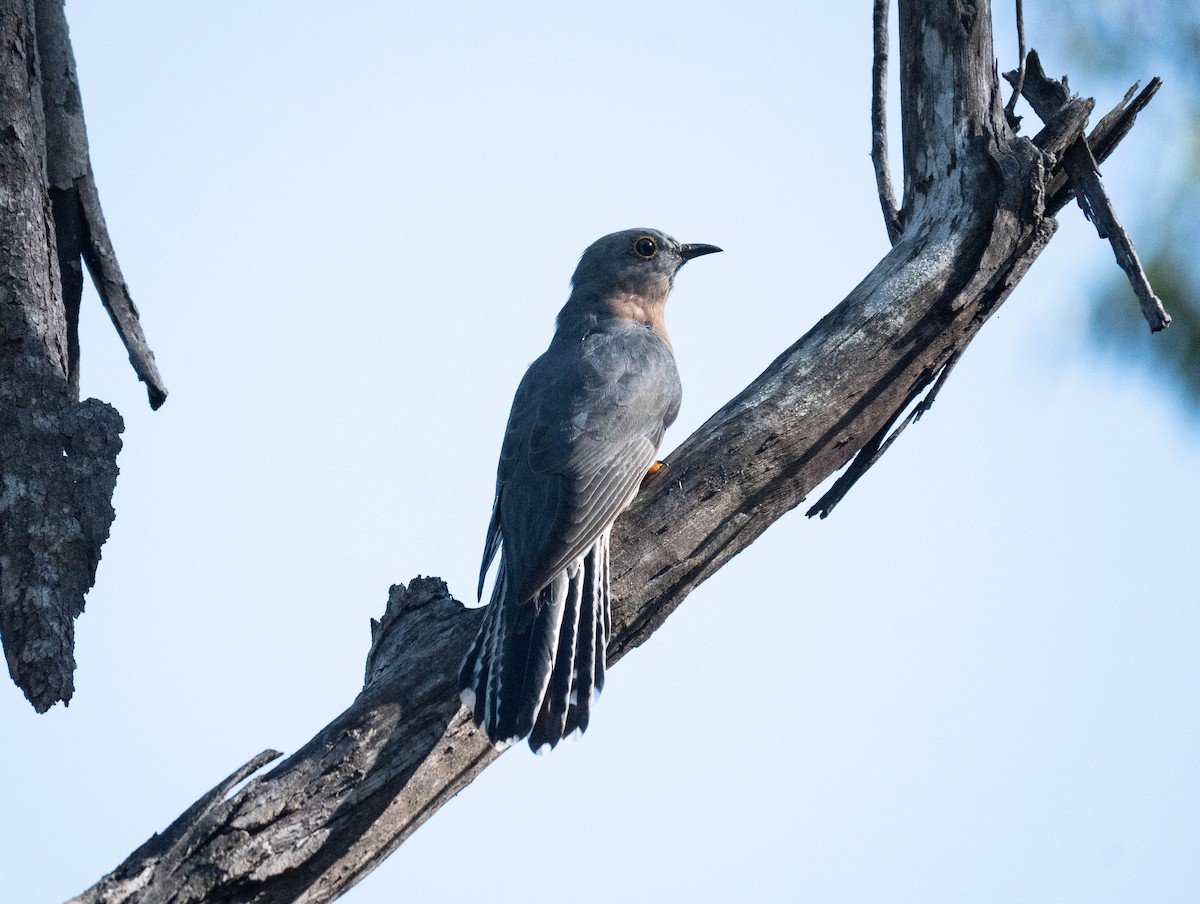Fan-tailed Cuckoo - ML617507367