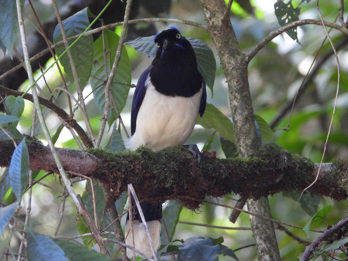 Black-chested Jay - Jeanette Frazier