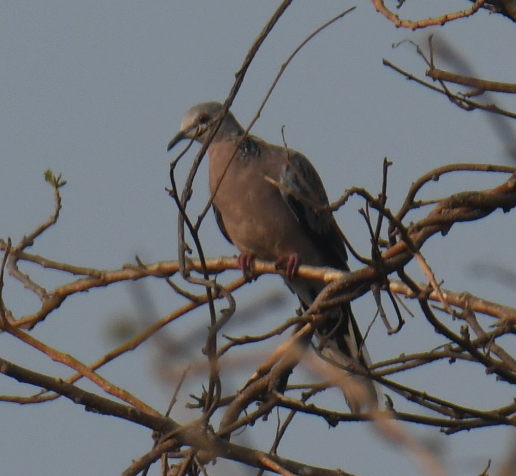 Spotted Dove - ML617507438