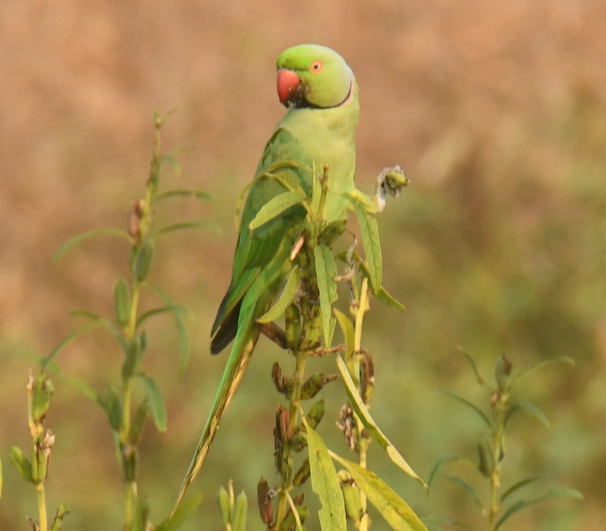 Rose-ringed Parakeet - Mohanan Choron