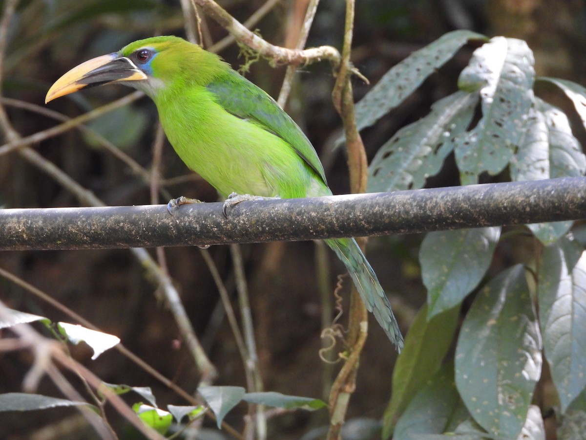 Groove-billed Toucanet - ML617507464