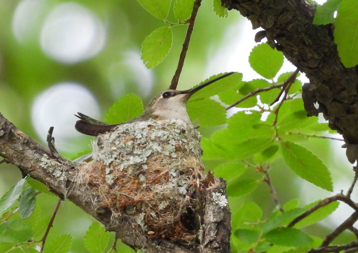 Black-chinned Hummingbird - ML617507472
