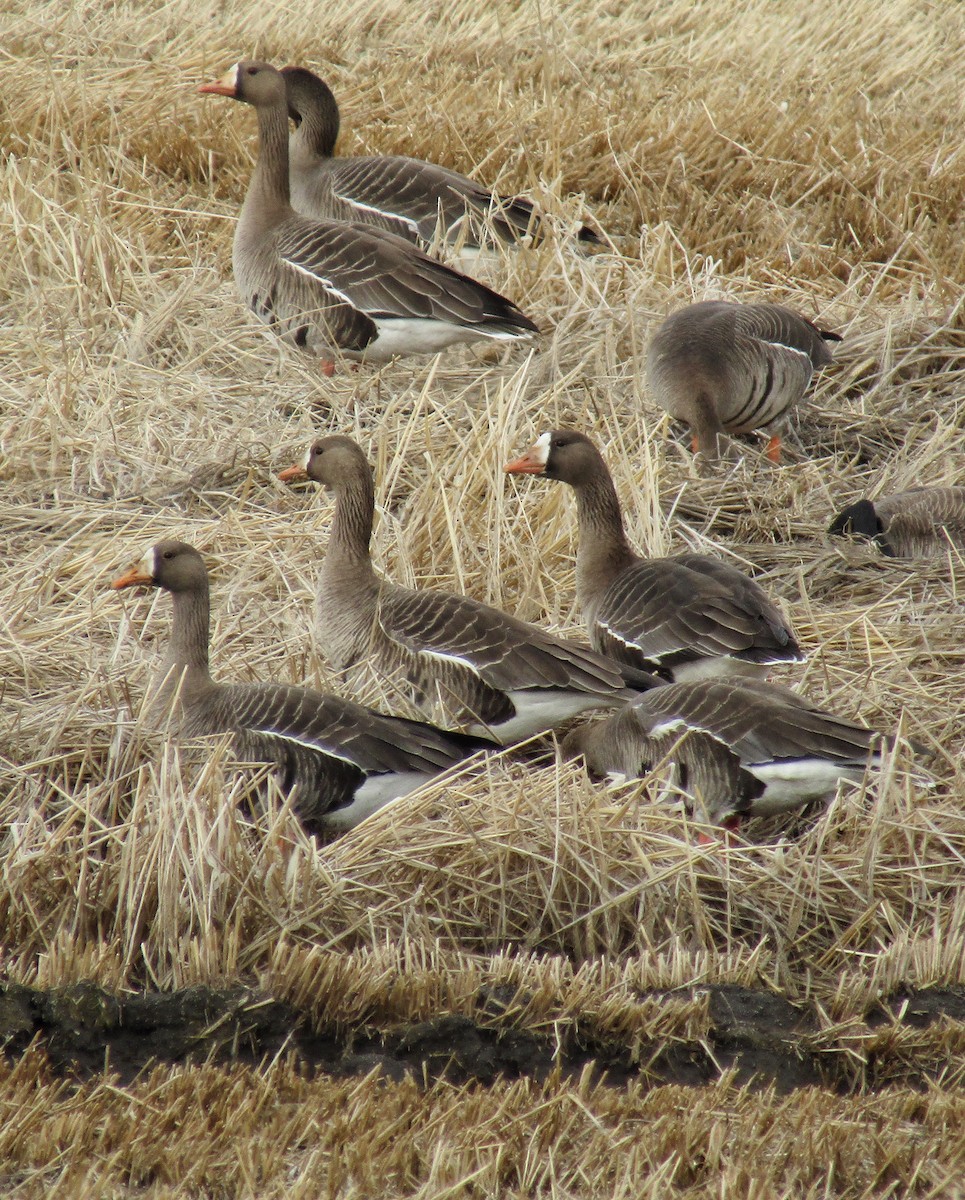 Greater White-fronted Goose - ML617507476