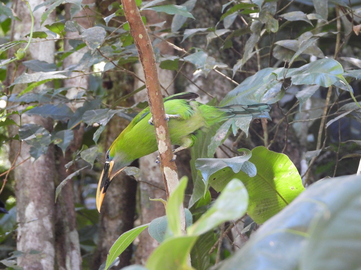 Groove-billed Toucanet - ML617507478