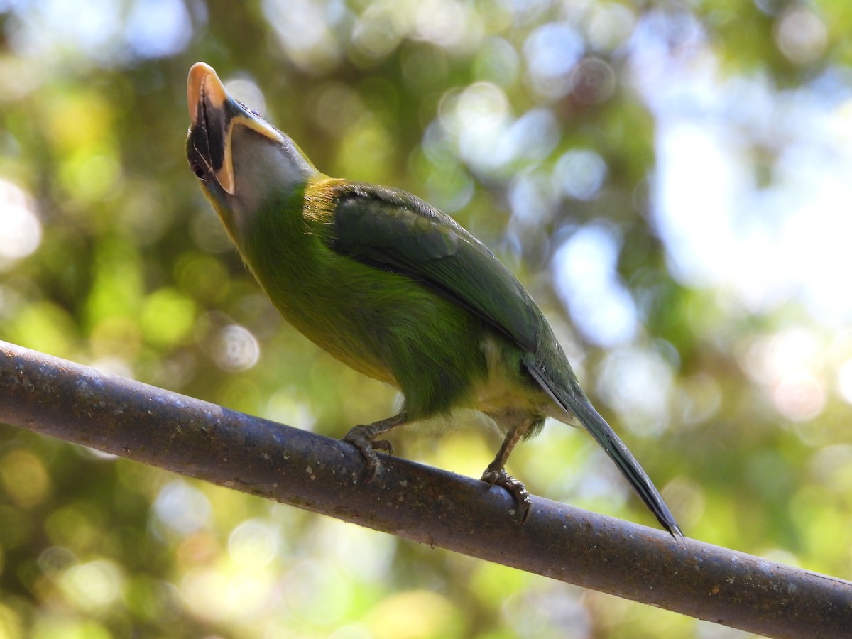 Groove-billed Toucanet - ML617507502