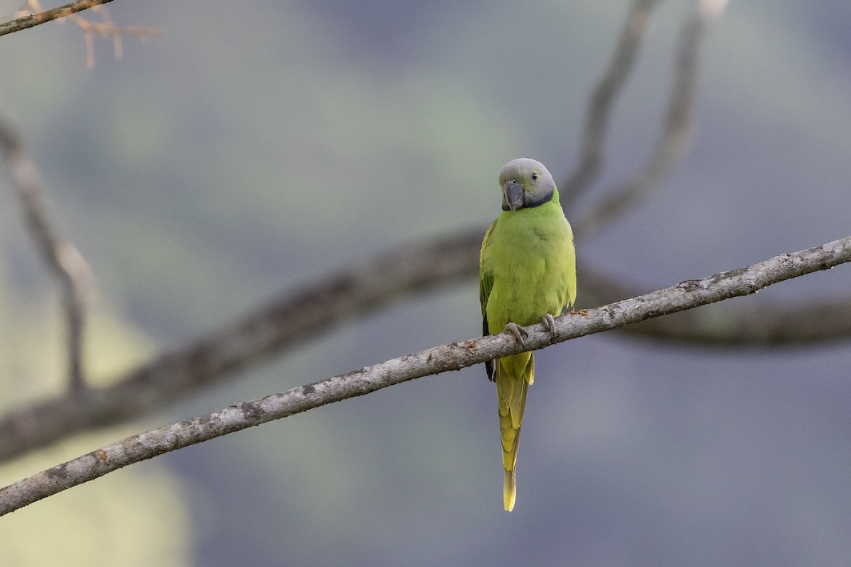 Seylan Yeşil Papağanı - ML617507505