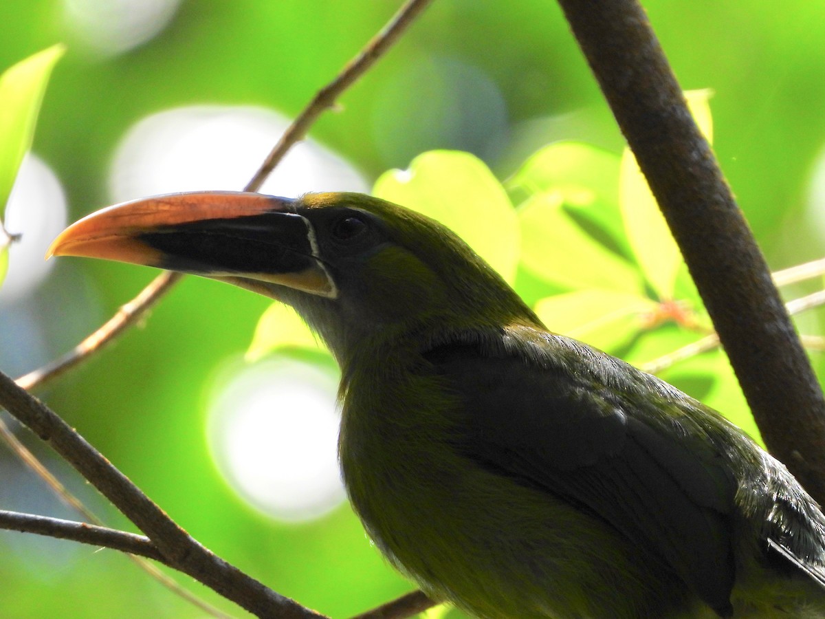 Groove-billed Toucanet - ML617507507