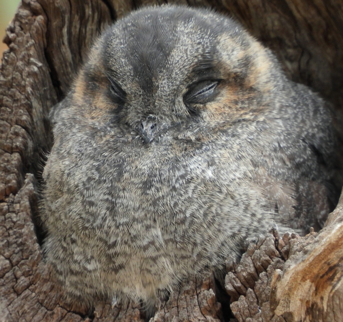 Australian Owlet-nightjar - ML617507542
