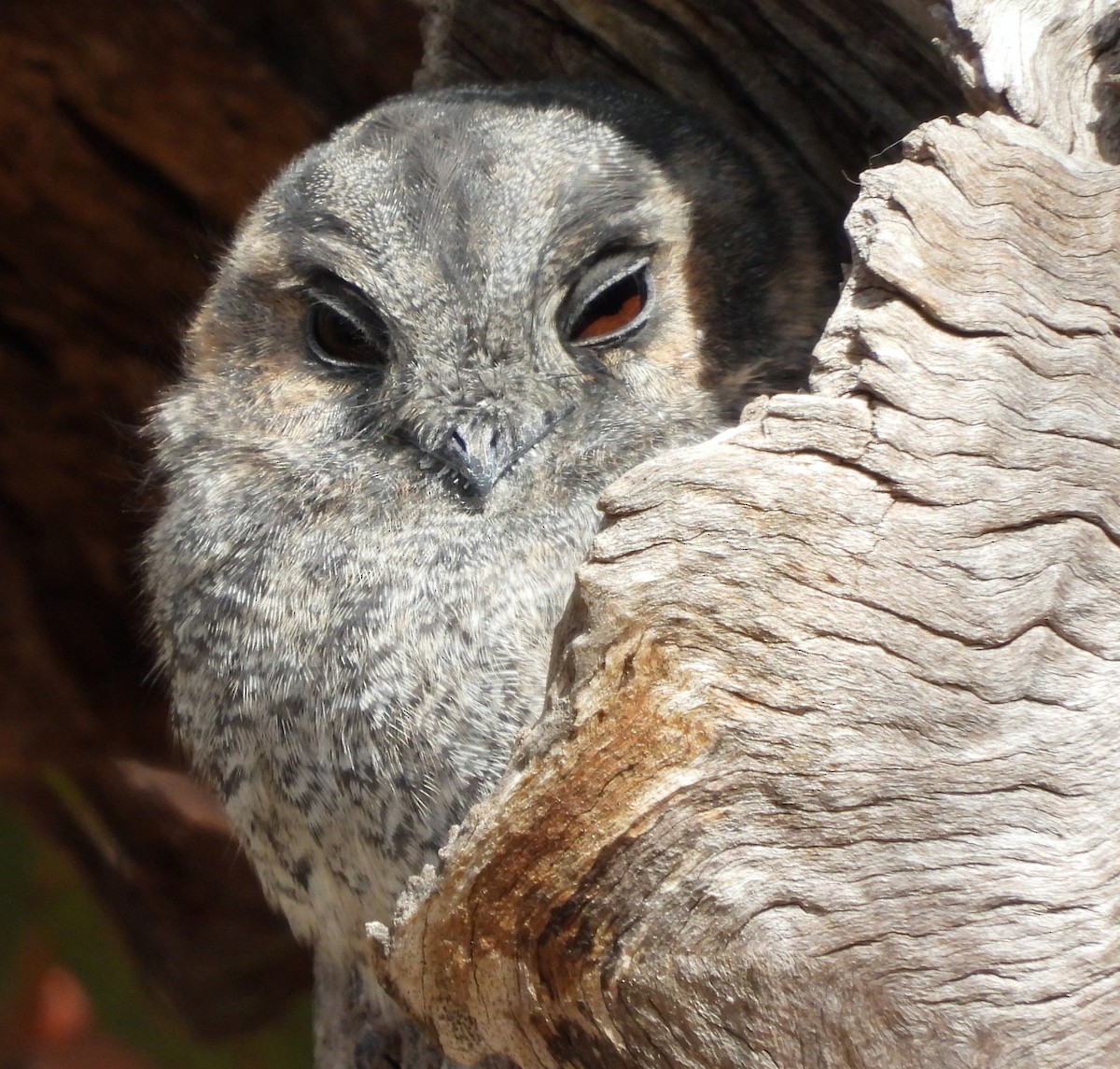 Australian Owlet-nightjar - ML617507544