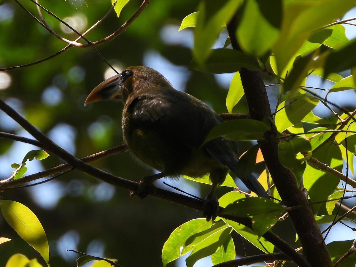 Groove-billed Toucanet - Jeanette Frazier