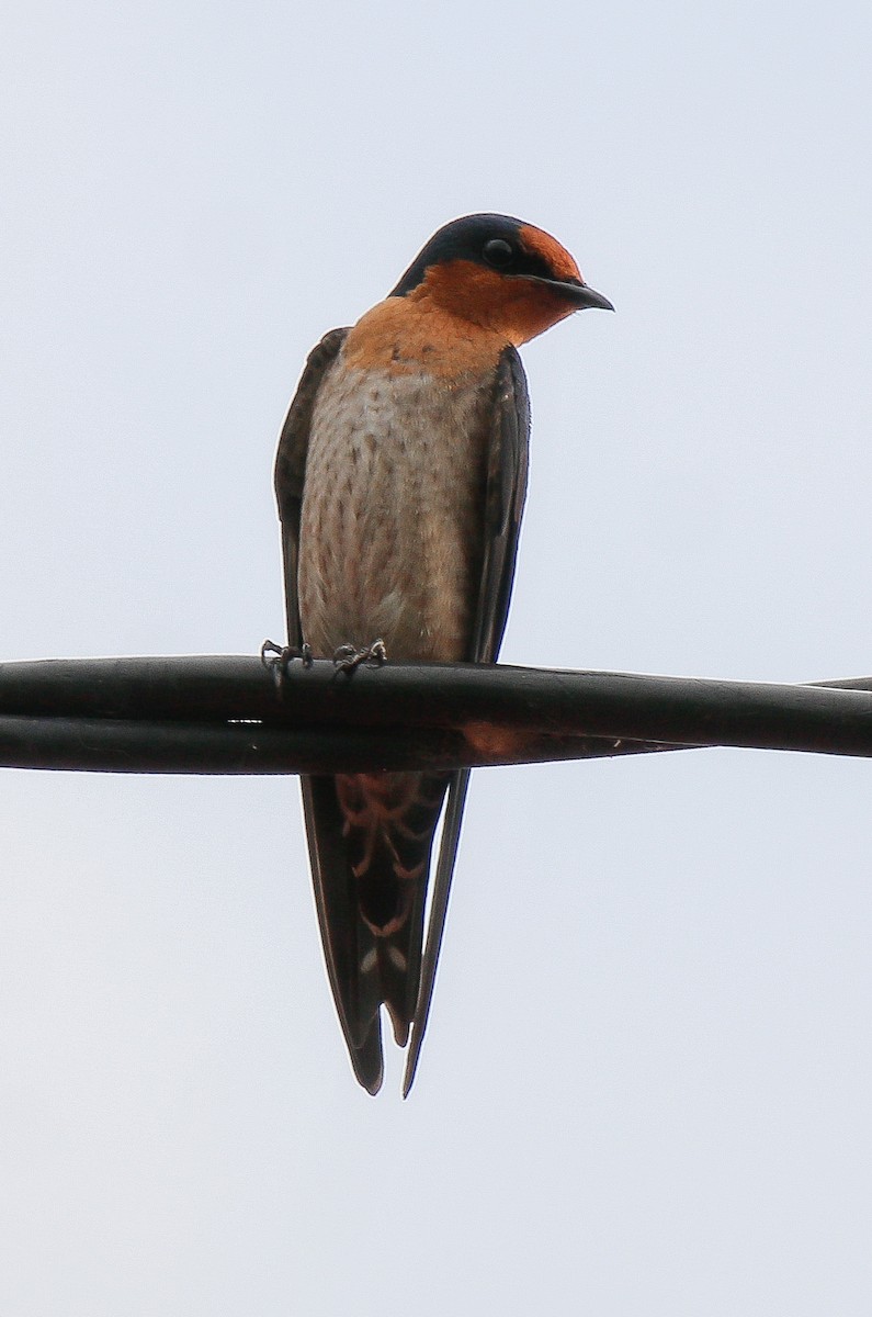 Pacific Swallow - ML617507573