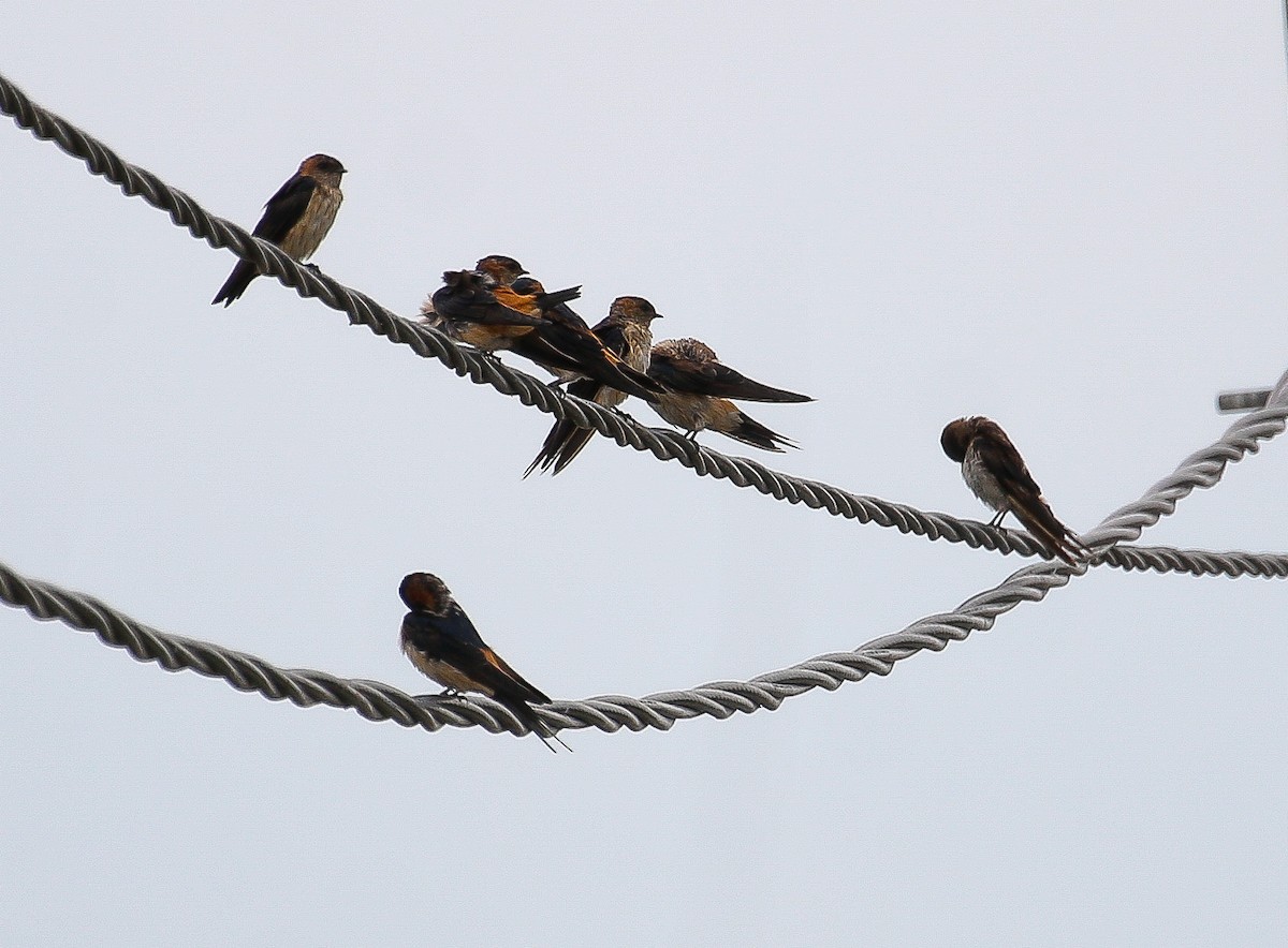 Red-rumped Swallow - Neoh Hor Kee