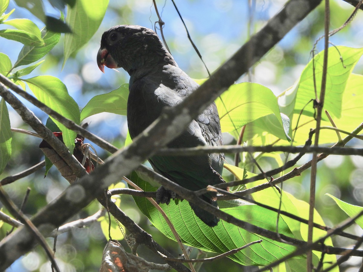 Red-billed Parrot - ML617507602