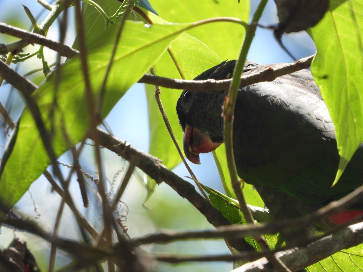 Папуга-червоногуз зеленоголовий - ML617507608