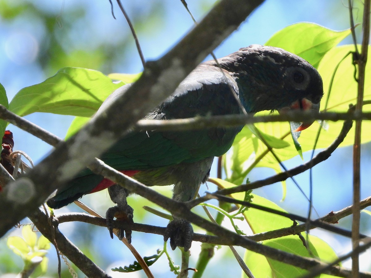 Папуга-червоногуз зеленоголовий - ML617507616