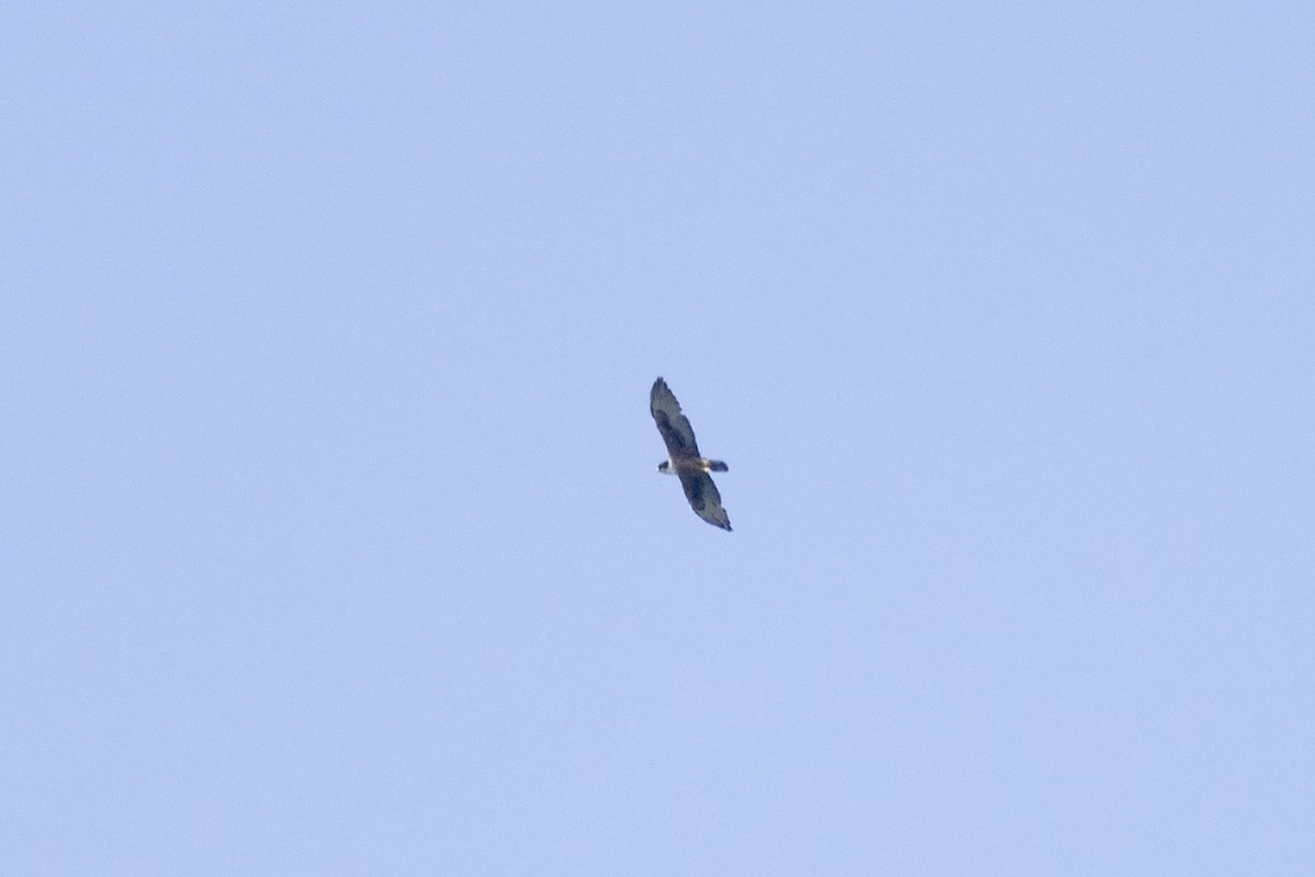 Rufous-bellied Eagle - ML617507664
