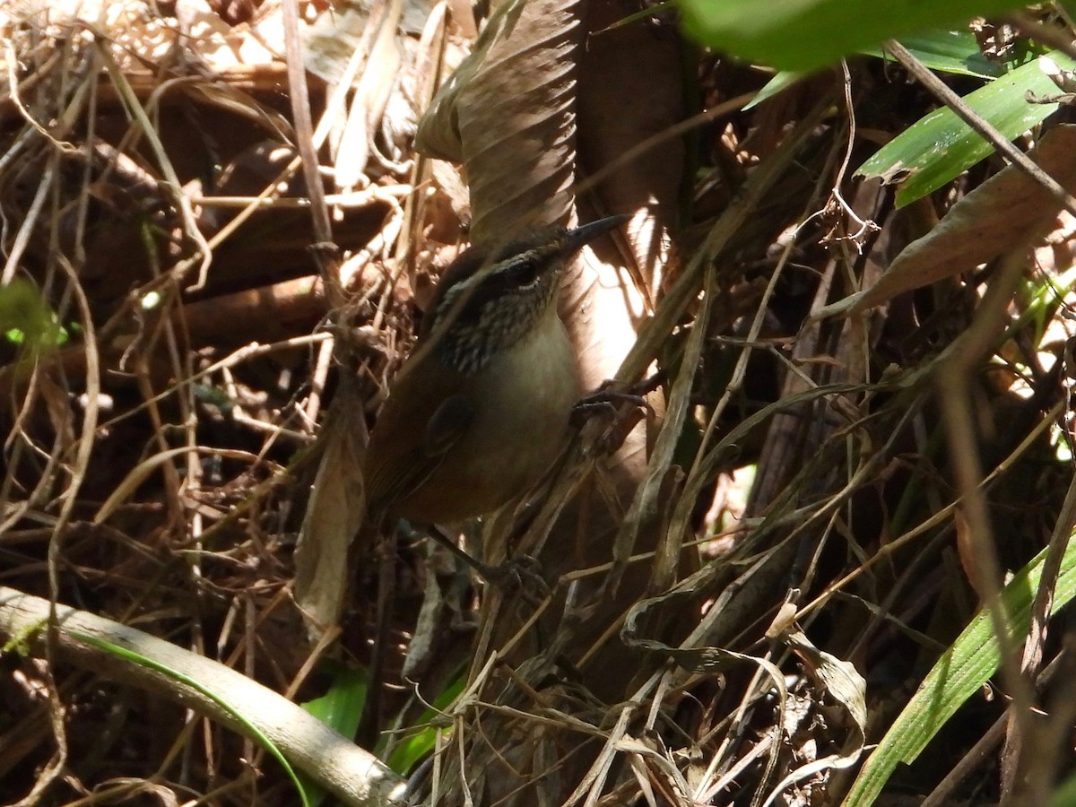 Gray-breasted Wood-Wren (bangsi) - ML617507672