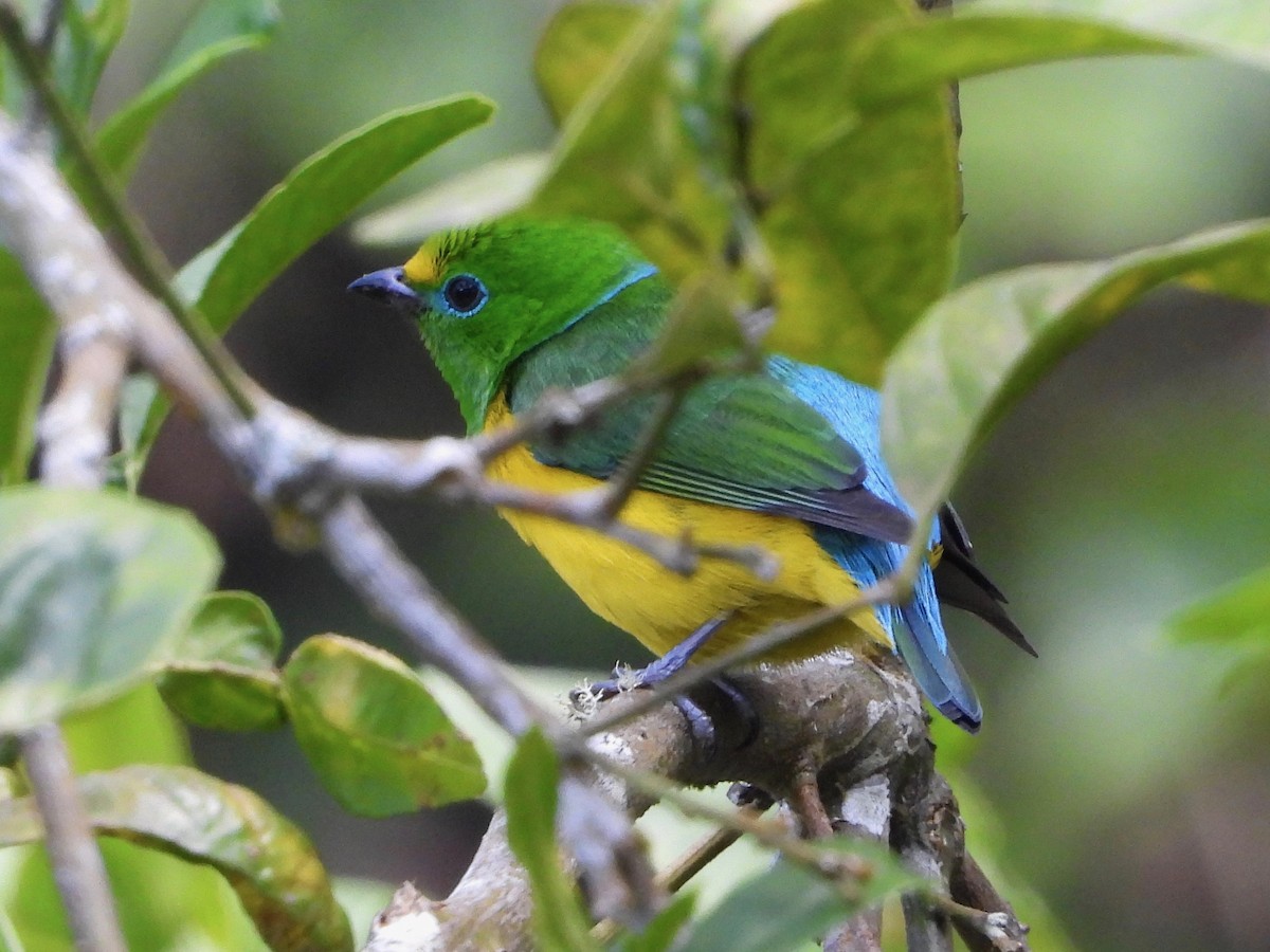 Blue-naped Chlorophonia - Jeanette Frazier