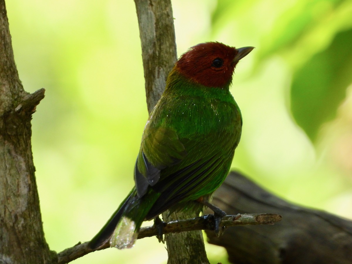 Bay-headed Tanager - ML617507721