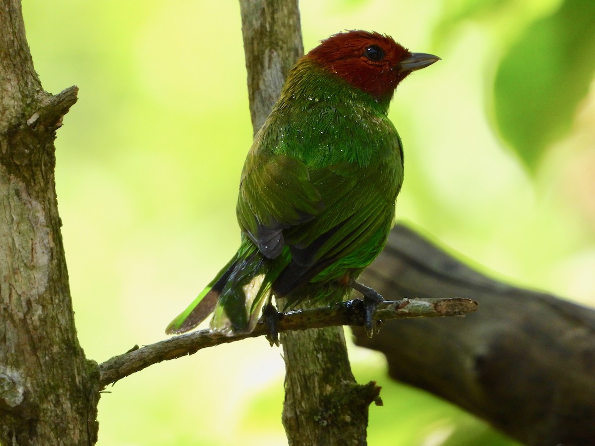 Bay-headed Tanager - ML617507727