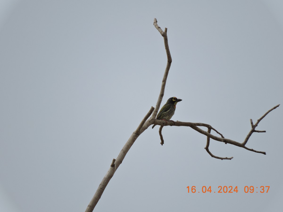 Coppersmith Barbet - Suzhal Arivom (Group Account)
