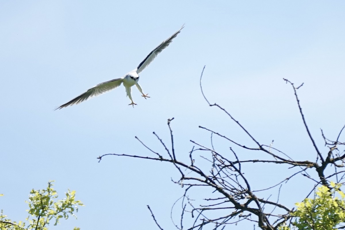 White-tailed Kite - ML617507802