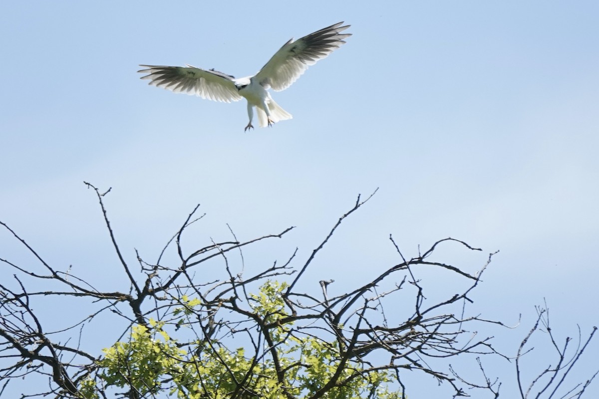 White-tailed Kite - Bob Greenleaf