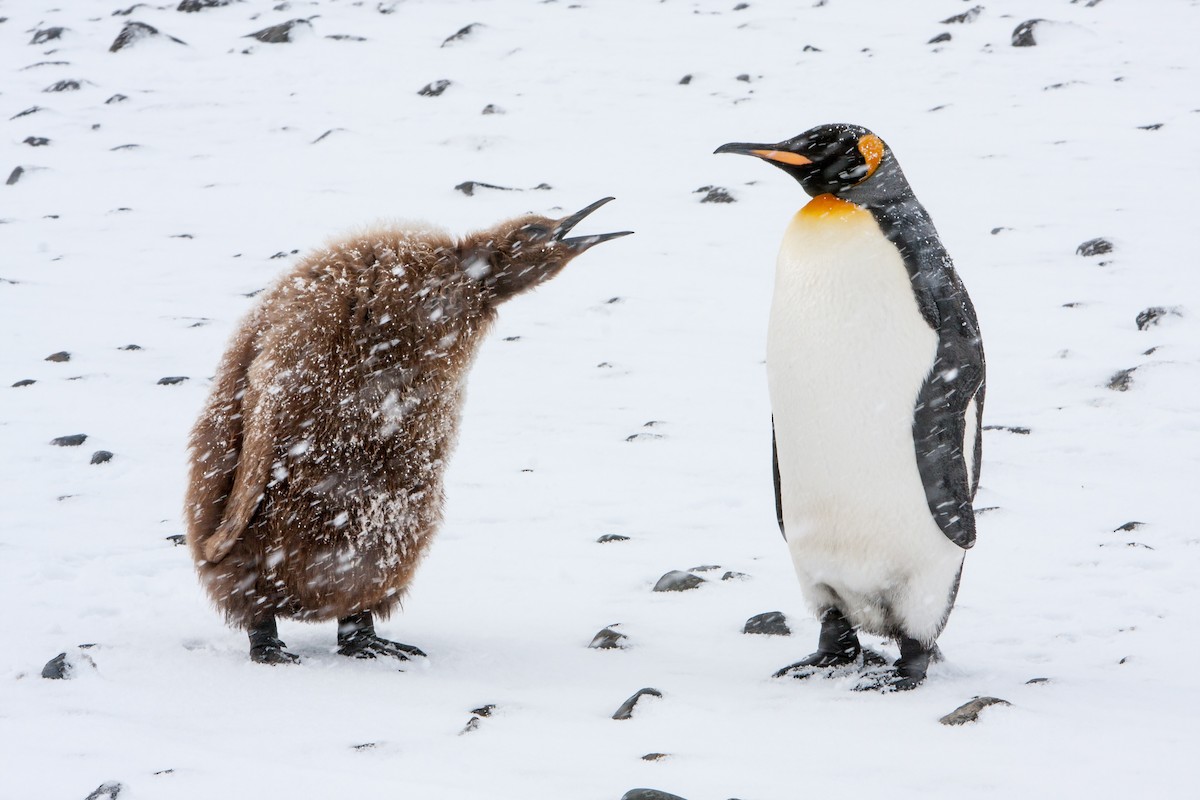 tučňák patagonský - ML617507911