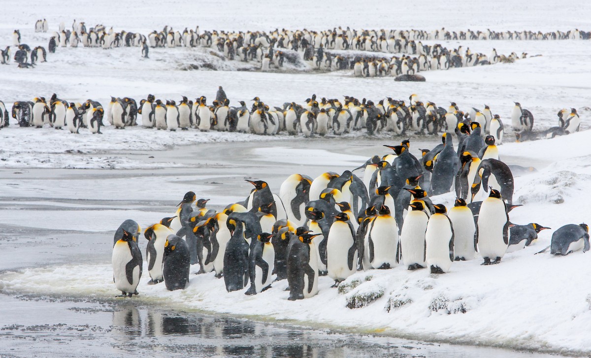 tučňák patagonský - ML617507915