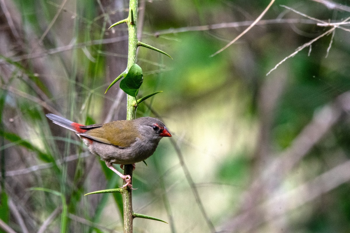 Red-browed Firetail - ML617507922