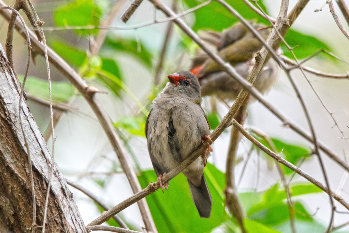 Red-browed Firetail - ML617507926