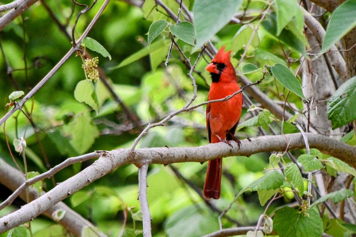 Northern Cardinal - Andrew Hovey